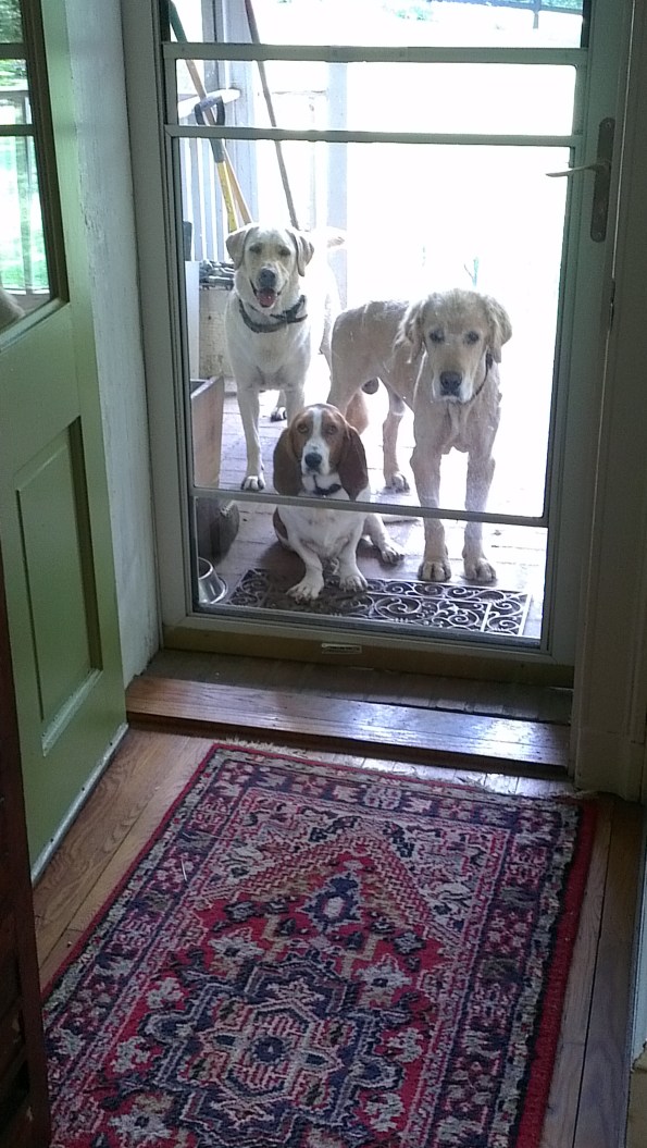 One, two, three wardens guarding our door.
