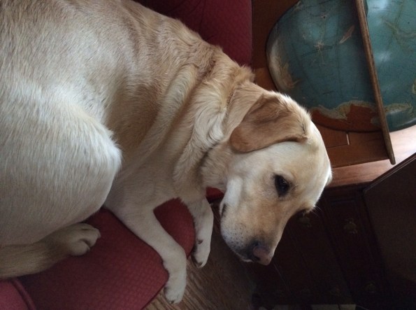 Coal Stove Sink escort service (canine division)