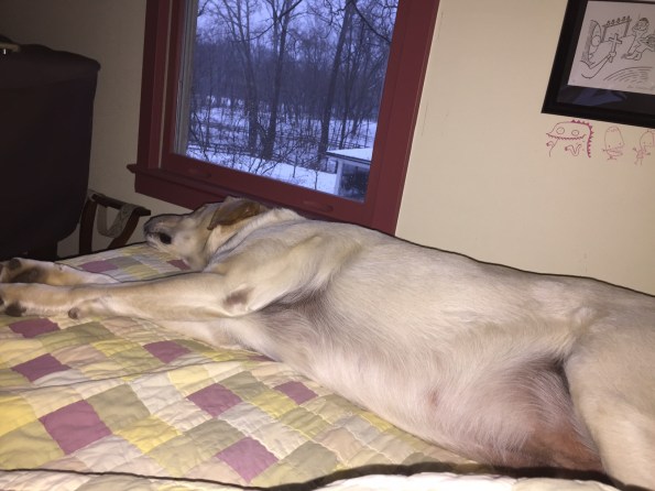 No Room for Mogli: Puck Sprawl