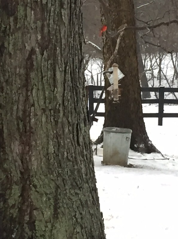 Cardinals in the snow